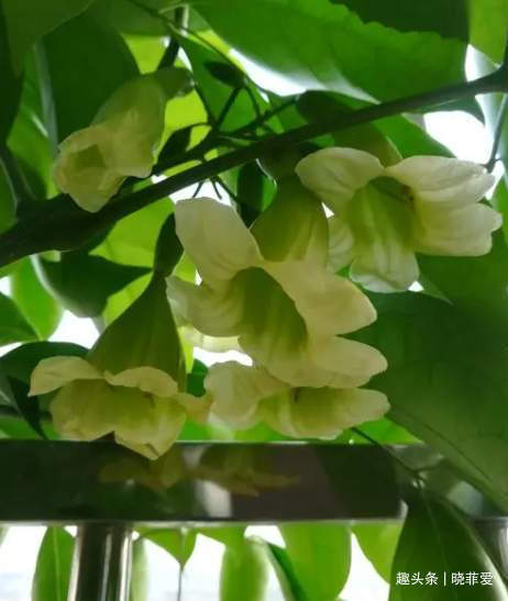 6种植物,花开富贵“好兆头”,能养开花是“高手”,你家有吗