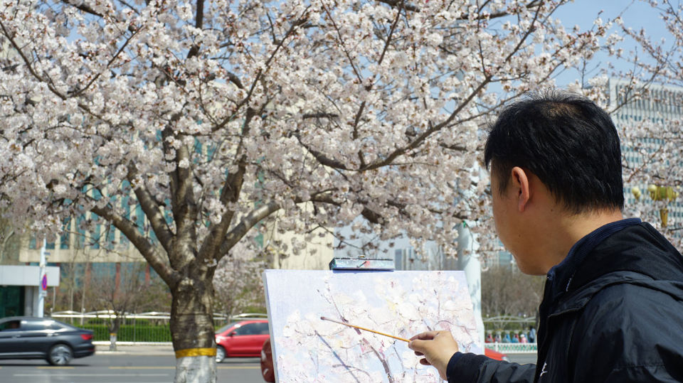 潍坊市人民广场樱花初绽引来赏花人