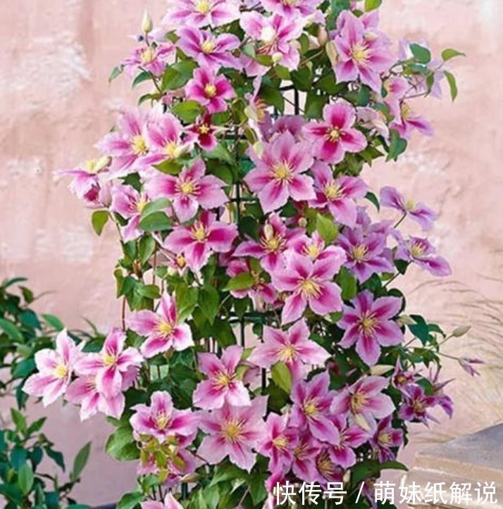 “4种花”埋土里就活,不用管也能花开不断,好养易活开成花海!