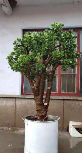 小老桩|玉树长出新芽后,3件事赶紧做,不然黄叶枯萎,难养成小老桩