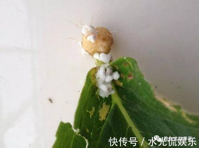 浸盆法|1种花超耐阴，一点散光就爆盆，花一开就是200多天！