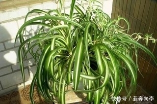 白浆|老婆每天喂吊兰一口“白浆”,它就像打了激素,现在都管不住了