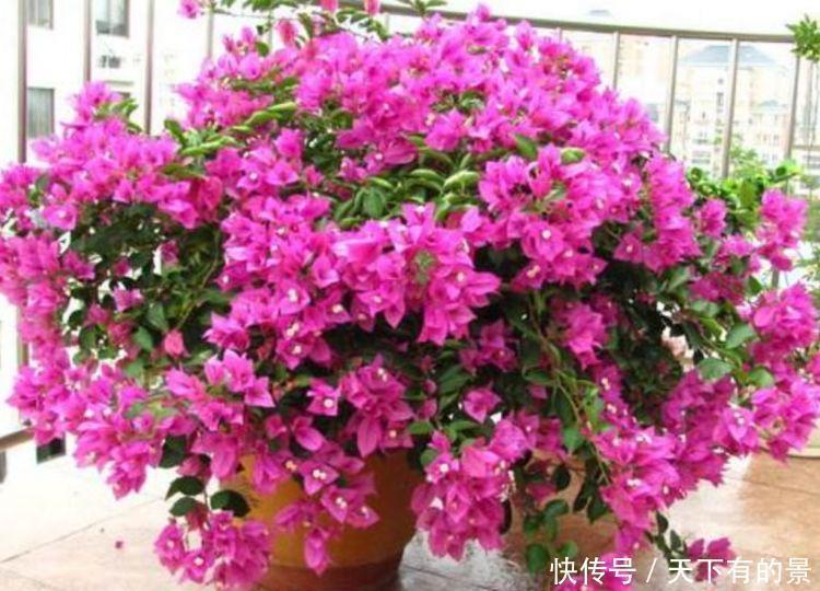 杜鹃花|养花就养这几款，全年开花不停，花型圆滚惹人爱，值得拥有