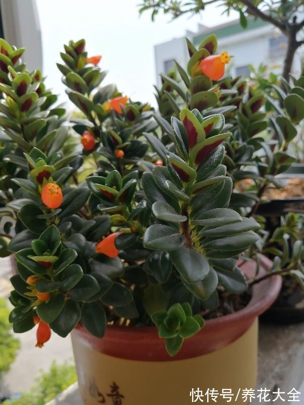 1种吊兰长得像“金鱼”,5个步骤学起来,养出满盆“可爱小金鱼”