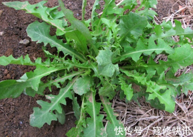 清热解毒|乡村常见的4种野草,还是清热解毒、利尿消肿的好帮手,值得一看