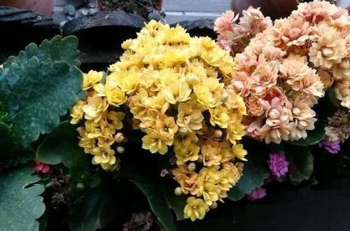  换盆|养长寿花，3件事别做，不然满头花苞也不开，别忽视