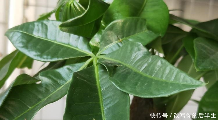 家养发财树,学会这“3件事”,轻松养得旺,叶片油绿!