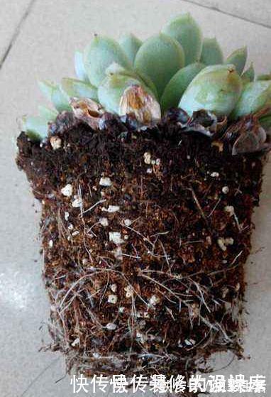 多肉植物|多肉植物换盆别忘了做1件事,15天服盆,侧芽长不停
