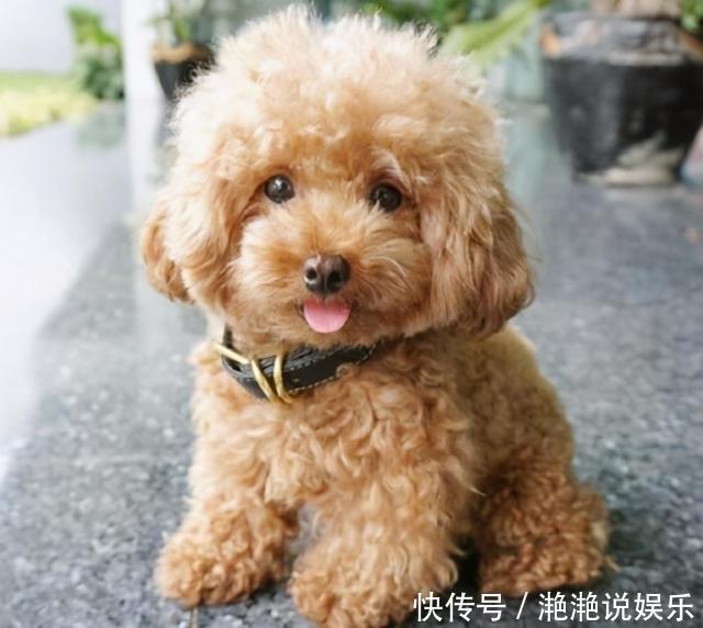 中型犬标准