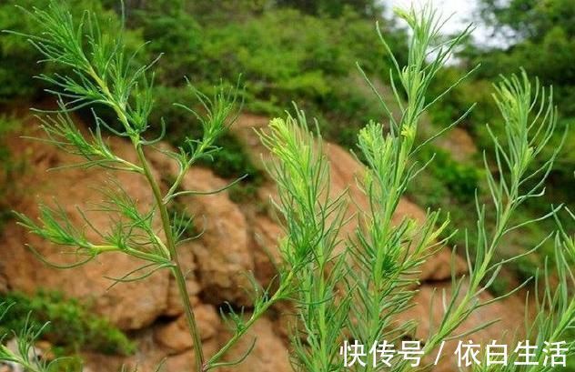 猪毛菜|农村野草全身是“毛”，假如你见到，可别轻视或除掉，价值很高