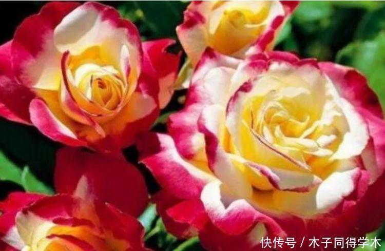 家里养上“4种花”，好养易打理，花色柔美，花朵烂漫迷人