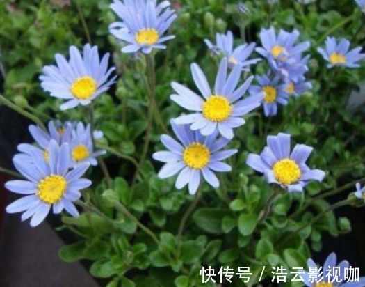 新手养花,不如养盆花中精品“盘龙春晓”,花开如丝碧玉