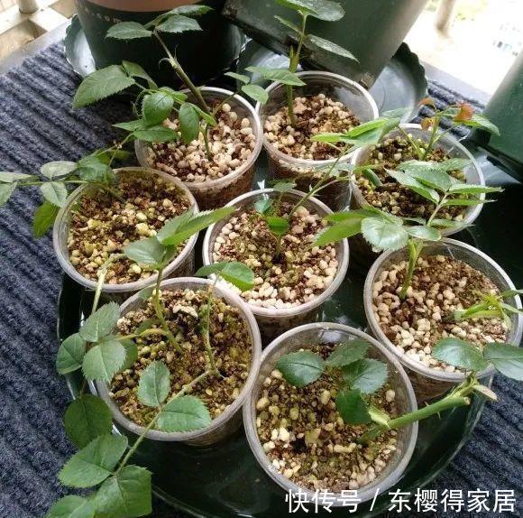 品种|6月份扦插,选好合适的植物品种,沾土、泡水都能活