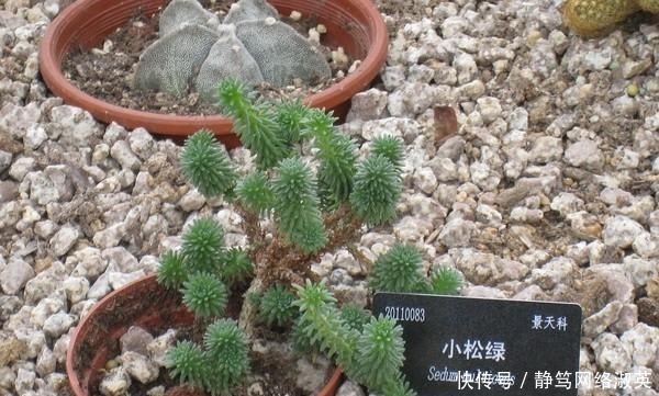  植物|每天认识一种多肉植物-小松绿, 蓬蓬松松十分元气