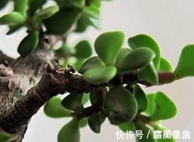 绿色植物|家养金枝玉叶总是长不好?知道几个小妙招,轻松长成老桩