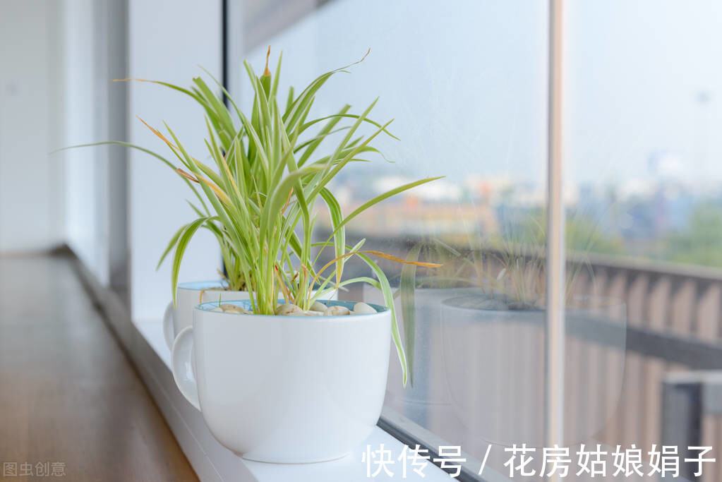 花友们|6块钱的吊兰，3年养成老桩，5年变成1棵小树，做好4点就行