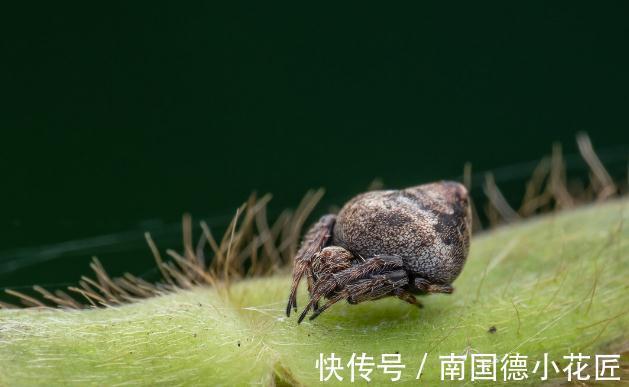 栽种|养花换下来的旧土别扔,加4种东西,比新土还好用