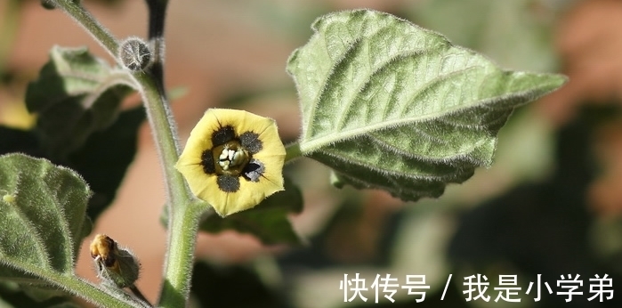 富贵花|几种“富贵花”,除夕后要多养,寓意大富又大贵,奶奶都说好的花