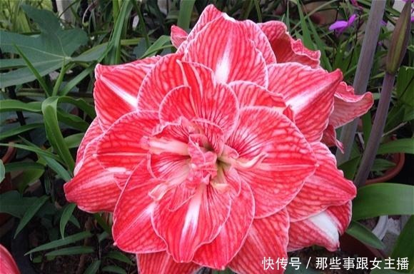 一种很容易养的花,养了2个月就开花,花朵比汤碗还大,美翻了!