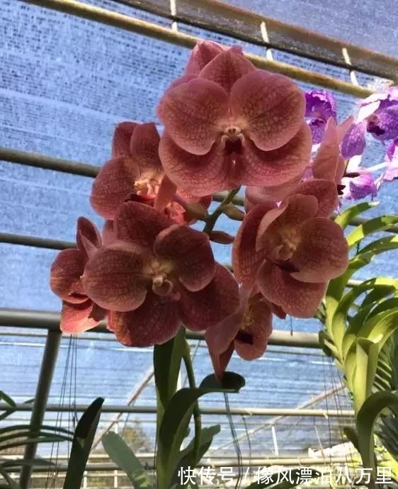 花姿|6种兰花爱开花,一开就变成“花瀑布”,太美了!
