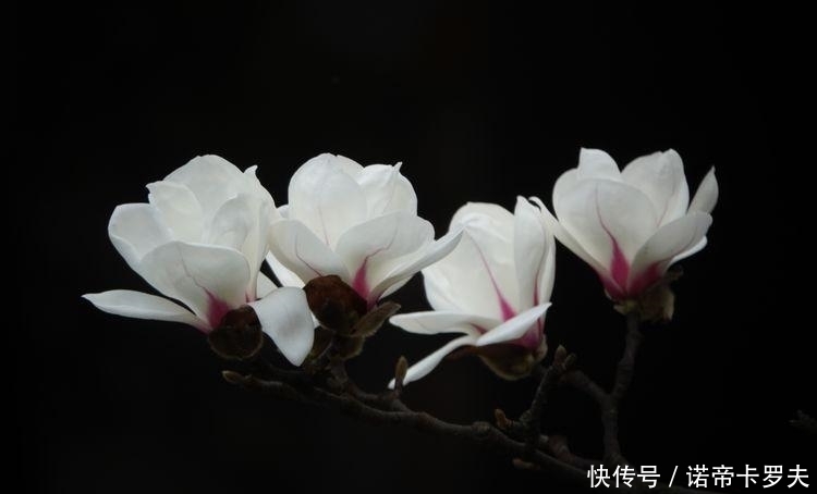 庭院栽种什么花卉树木比较好?