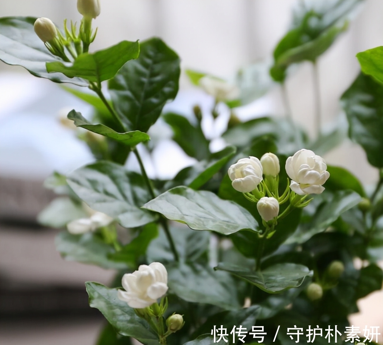 6种花冬天“虐着养”,越虐越漂亮,小盆大太阳,长势更喜人