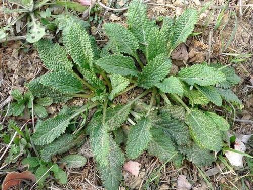 如今|满身长满疙瘩,过去用它煮鸡蛋吃,如今成极品野菜,15元一斤