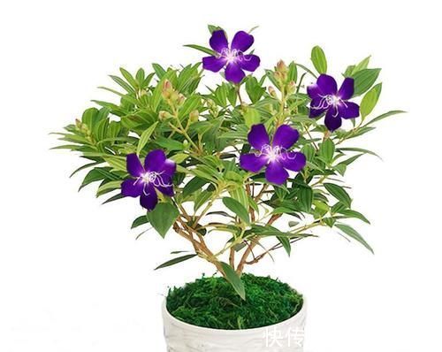 花色|八种以牡丹命名的花卉，开花鲜艳漂亮，颜值高，值得养