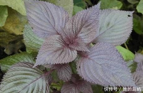 绵菜|夏天天气热,农村最该吃的4种野菜,能解毒润肺治感冒,你吃了吗