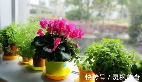 仙客来|老花匠都“养不好”6种花，新手慎买！刚买来烂根黄叶、掉花苞