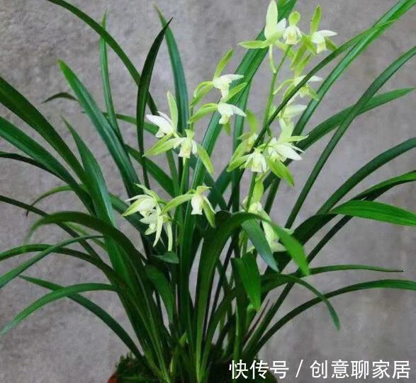 此款素心的兰花,颜值高香味清新,现在养一盆,邻居看了都羡慕