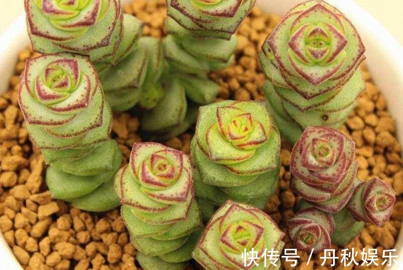 铜钱草|6种“聚财花”,养在家里好兆头,漂亮又大气,还有好运满满