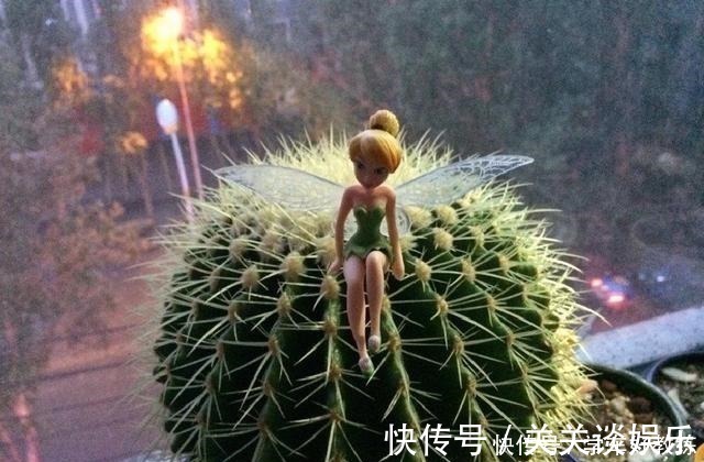 五色梅|懂花的人,都不在客厅养“5种花”,会被人笑话,家里有的快处理!