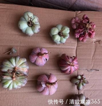 多肉换盆不修根难怪养不好，教你几招，服盆快，后期更好养