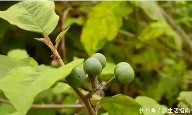 山沟沟一种野草名叫“刺天茄”，繁殖数量快价值高，遇到珍惜！