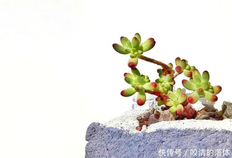 如莲似花,美好心情由你而始!