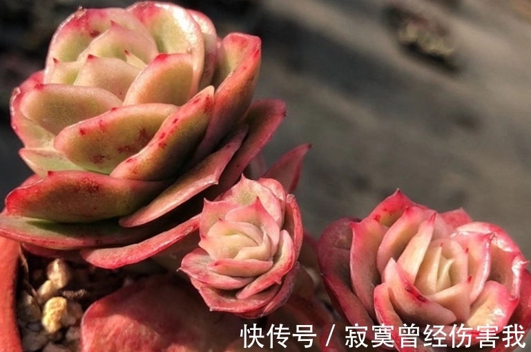 多头|大热多肉冰玫瑰,绿的时候似翡翠,冬天红起来则像带血斑的玫瑰