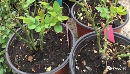 月季不剪枝，来年开花稀，冬天不修剪，会影响开花吗？