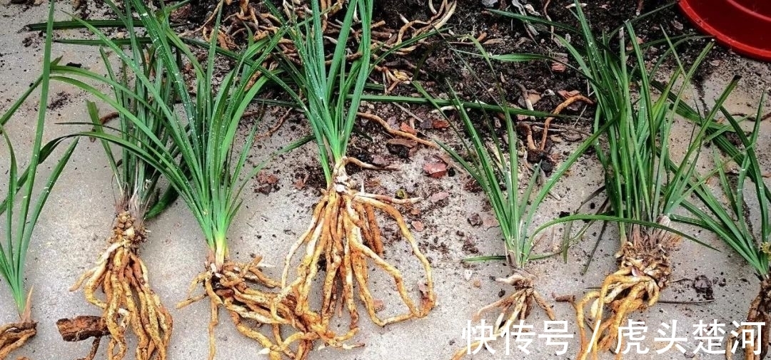 兰株|兰花什么时候分苗最佳？兰友：一年四季都可以，最佳时机只有两季