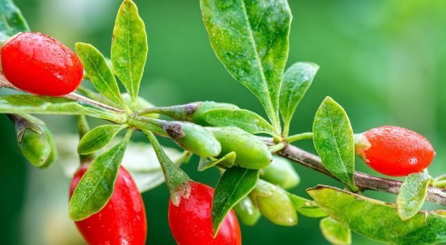 王德山|常吃枸杞，有5大功效，但是枸杞养生，以下5类情况碰不得！