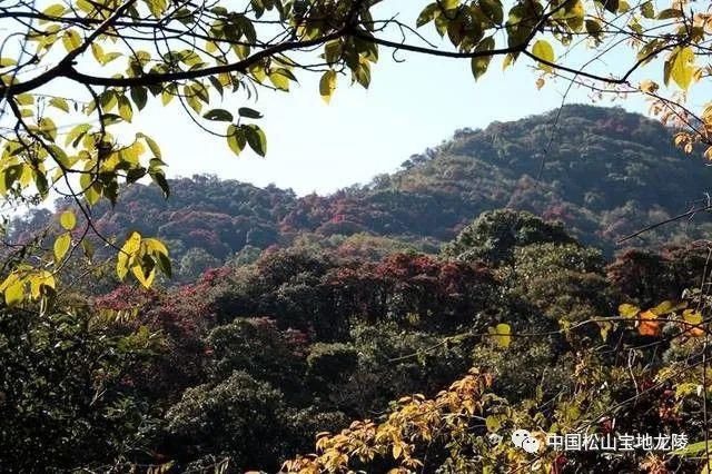 美！古城山上数千高山古树杜鹃迎春怒放！