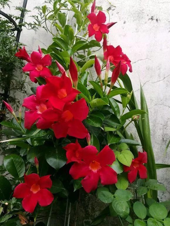 6种花不怕晒，越晒花越多，一开200天不停歇！