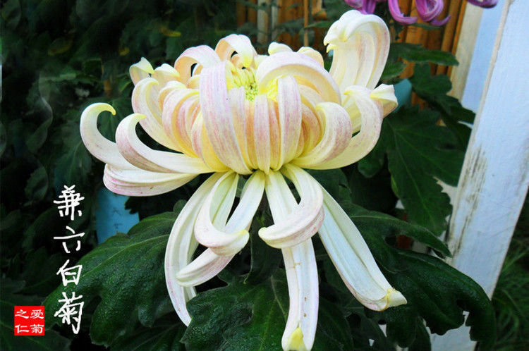 喜欢菊花，不如养盆“菊中珍品”兼六白菊，似翩翩少女，玲珑美丽