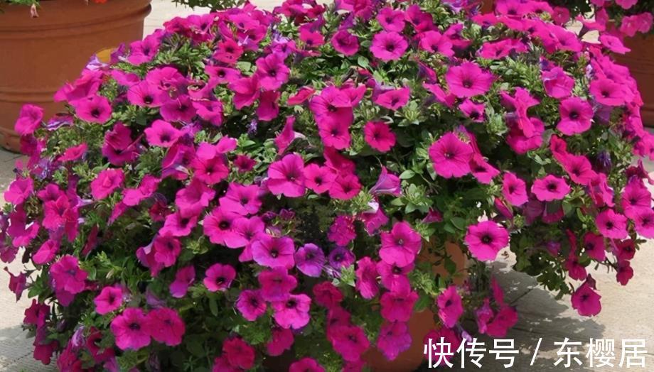 花友们|新人养花养这3样,漂亮好养,还能收获种子育苗,年复年赏花