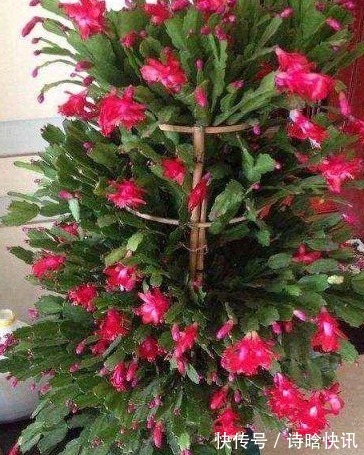 叶绿素|蟹爪兰常年不开花,不小心在盆里倒了“它”,花朵蹭蹭窜不停!