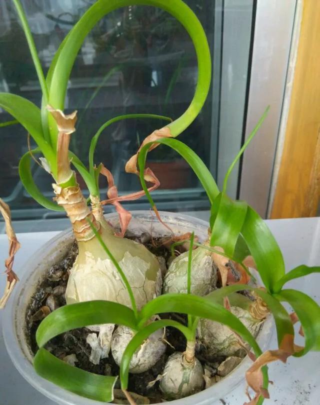 这花有个大肚子,里面全是水,1个月不浇照样活