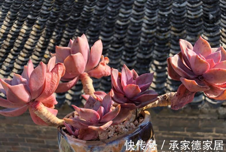 砍头|白露已过,多肉可以换盆和砍头,但操作过程中要注意4点和两不要