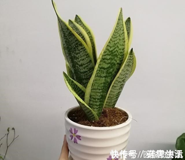 栽植虎皮兰,土壤里加点“它”,叶片碧绿旺盛,一年长高30cm!