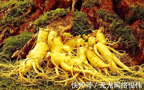 康熙年间|中国人参价值连城,西方人笑乐了,造富行动应运而生?