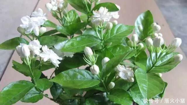 养茉莉花,只用了一个小诀窍,花开的又多又香,太赞了